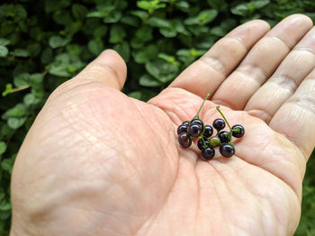 Cropped hand of person holding snail