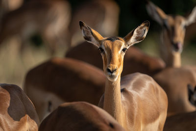 Close-up of female common impala regarding camera