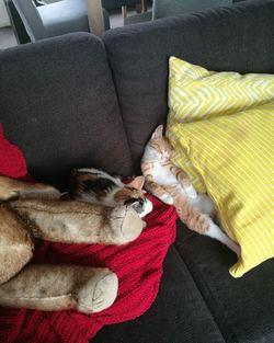 High angle view of dog sleeping on sofa at home