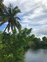 Low angle view of palm trees against sky