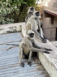 Monkeys sitting on wood