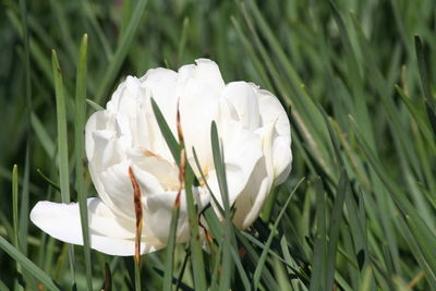 Close-up of white flowers blooming outdoors