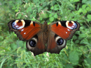 Close-up of butterfly on flower
