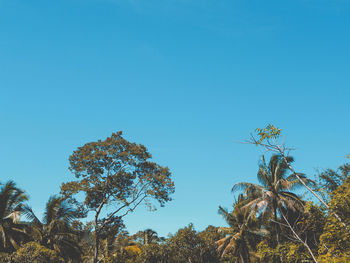 Low angle view of trees against blue sky