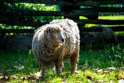 Sheep standing on field