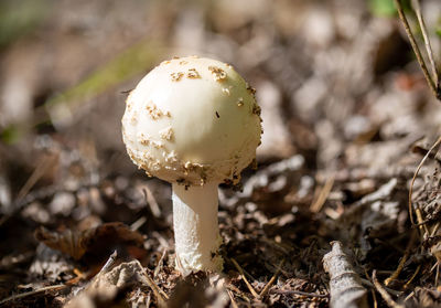 Close-up of mushroom growing on field