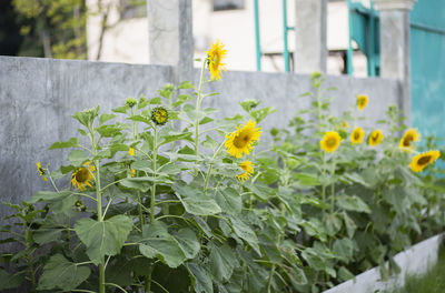 Close-up of yellow flowering plant