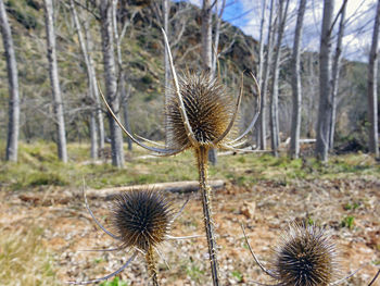 Close-up of plant in the forest