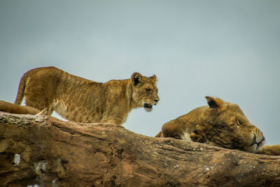 View of cats on rock against sky