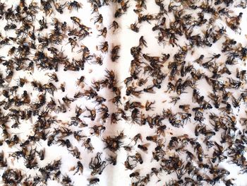 Close-up of bee on the ground