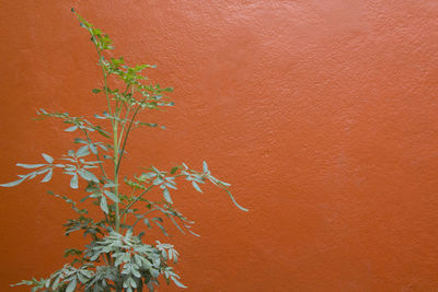 Close-up of ivy on orange tree