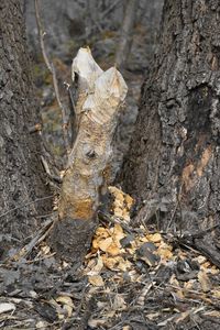 Close-up of dead tree trunk in forest