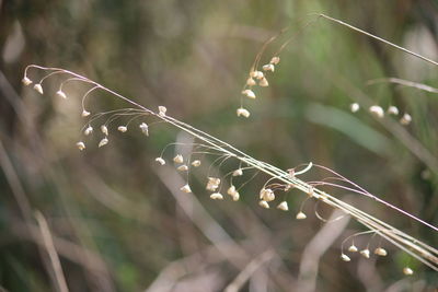 Close-up of plant growing outdoors
