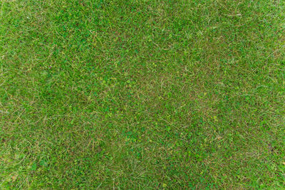 Full frame shot of grass on field