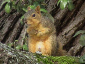 Close-up of squirrel on tree trunk