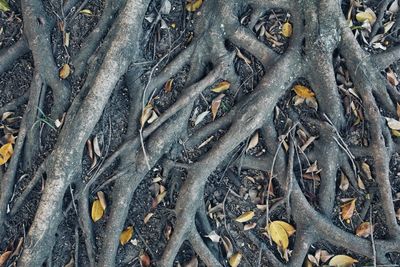 Full frame shot of tree trunk