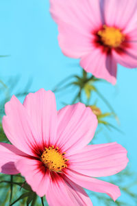 Close-up of pink cosmos flowers