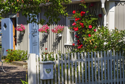 Idyllic summer garden with blooming flowers and a mailbox on the fence