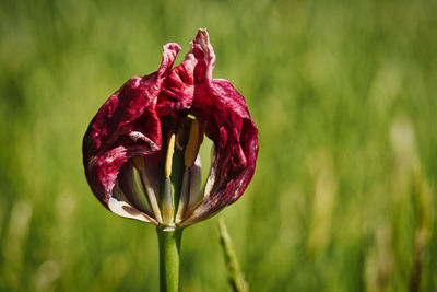 Close-up of pink rose flower