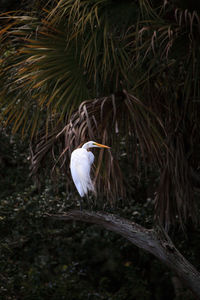 Bird perching on a tree