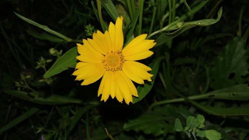 Close-up of yellow flower