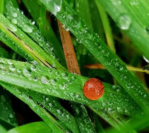 Close-up of wet plant leaves during rainy season