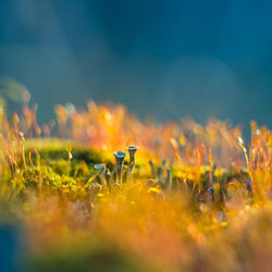 Beautiful closeup of moss growing on the forest floor in spring. small natural scenery in woodlands