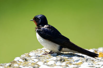 Close-up of bird  on rock