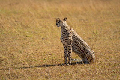 Female cheetah sits in grass casting shadow