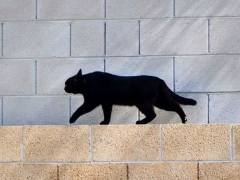 Side view of black cat walking on wall