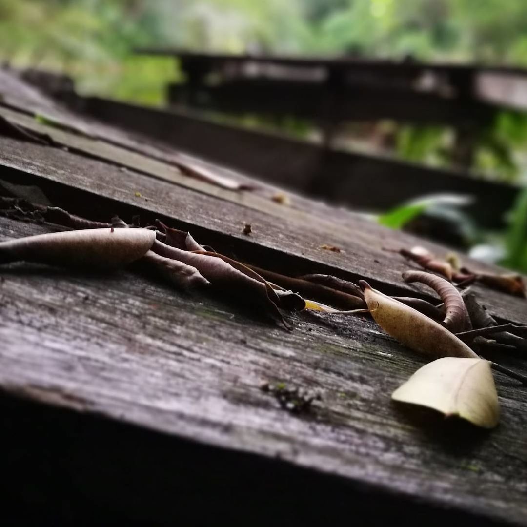 CLOSE UP OF WOOD ON WOODEN SURFACE