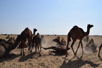 Horses on sand against clear sky