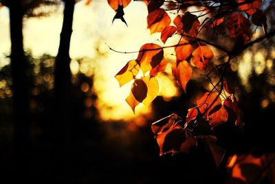 Close-up of leaves in autumn