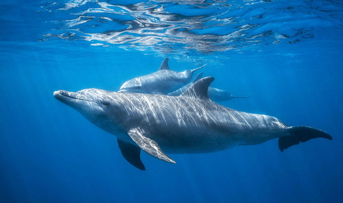 Fish swimming in sea