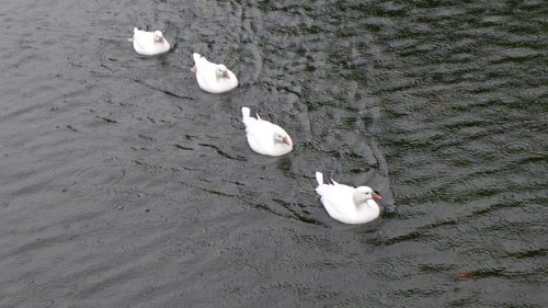 High angle view of swan floating on lake