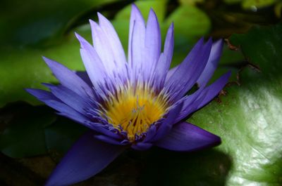 Close-up of lotus water lily