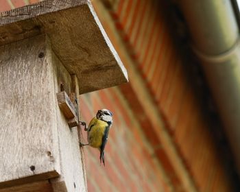 Low angle view of bird perching on wood