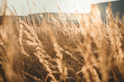 Close-up of wheat field against the sky