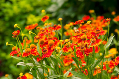 Close-up of marigold blooming outdoors