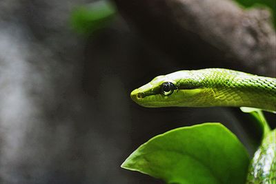 Close-up of green lizard