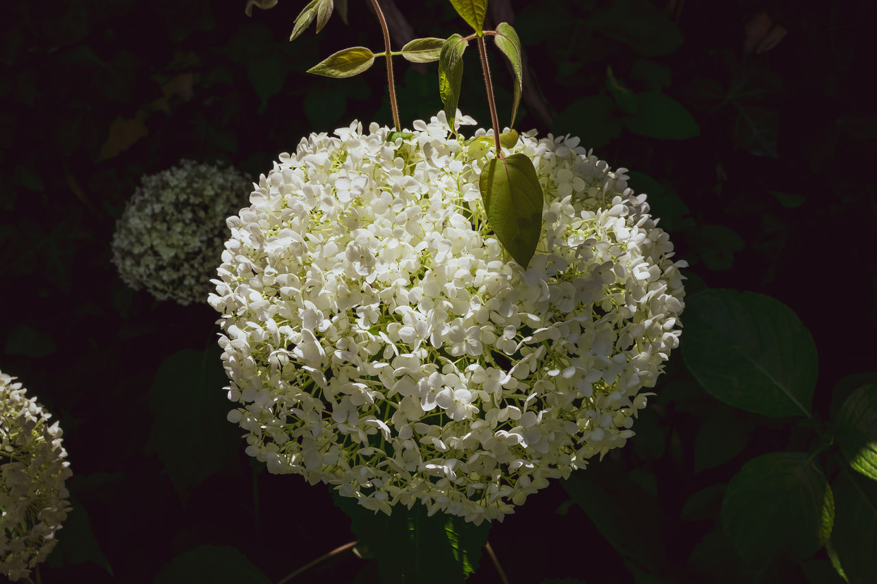 CLOSE-UP OF WHITE ROSE FLOWERING PLANT