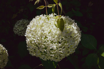 Close-up of white flowering plant