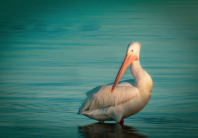 View of duck in lake