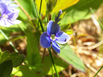 Close-up of purple flowers blooming outdoors