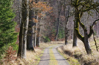 Road amidst trees in forest