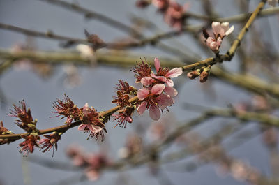 Close-up of cherry blossoms on branch