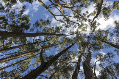 Low angle view of trees against sky