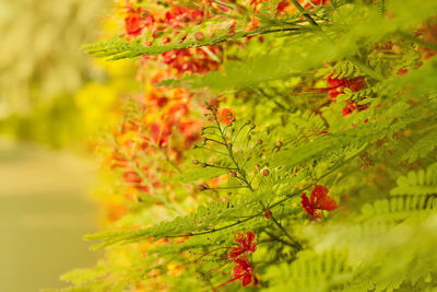 Bright orange flowers on a shrub planted along the path in the park. soft focus, space for text