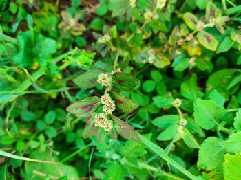 Close-up of flowering plant