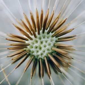 Close-up of white flower